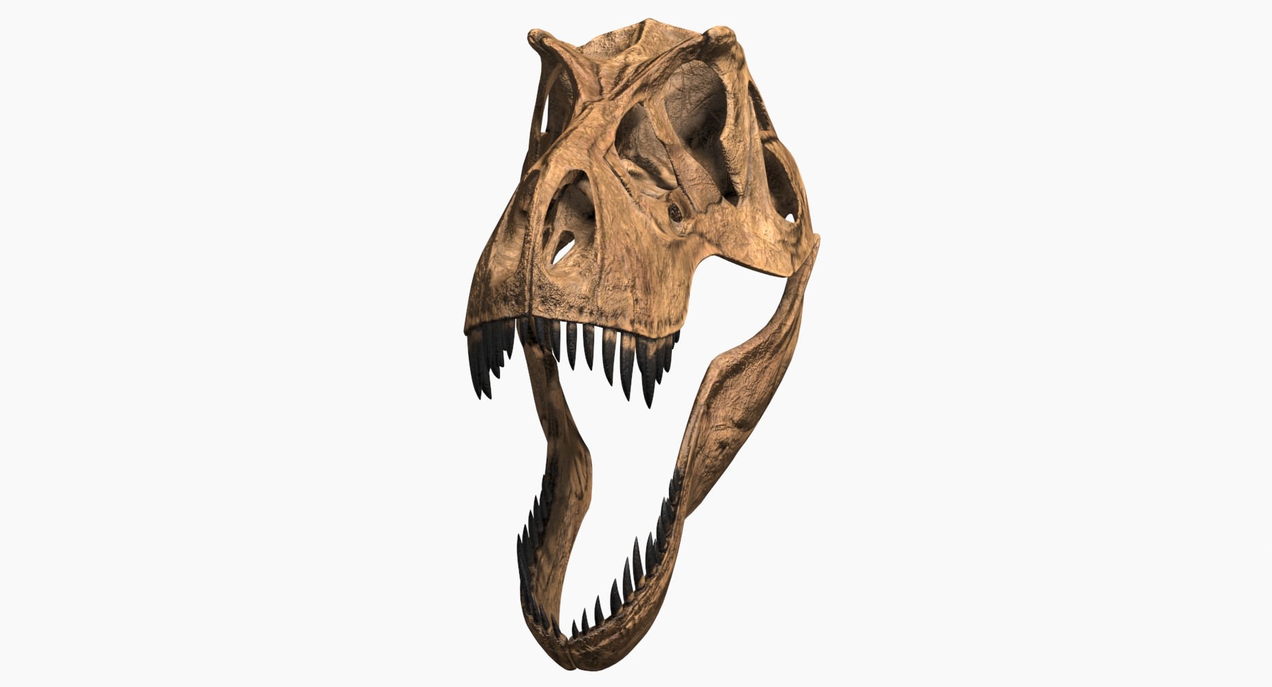 t rex skeleton 3d