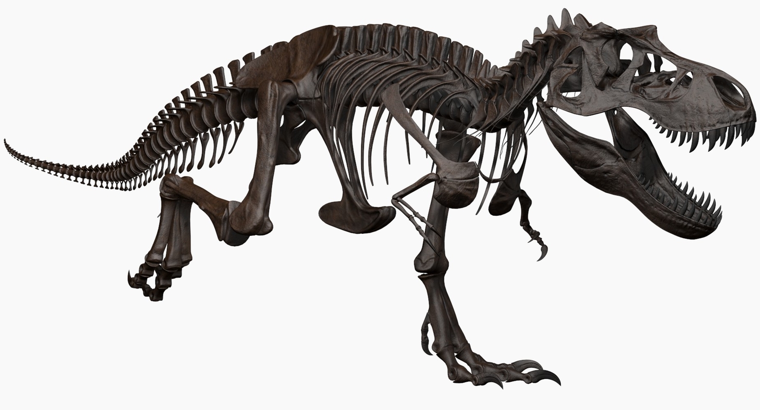 full skeleton of t rex