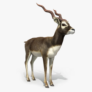 blackbuck antelope 3D model