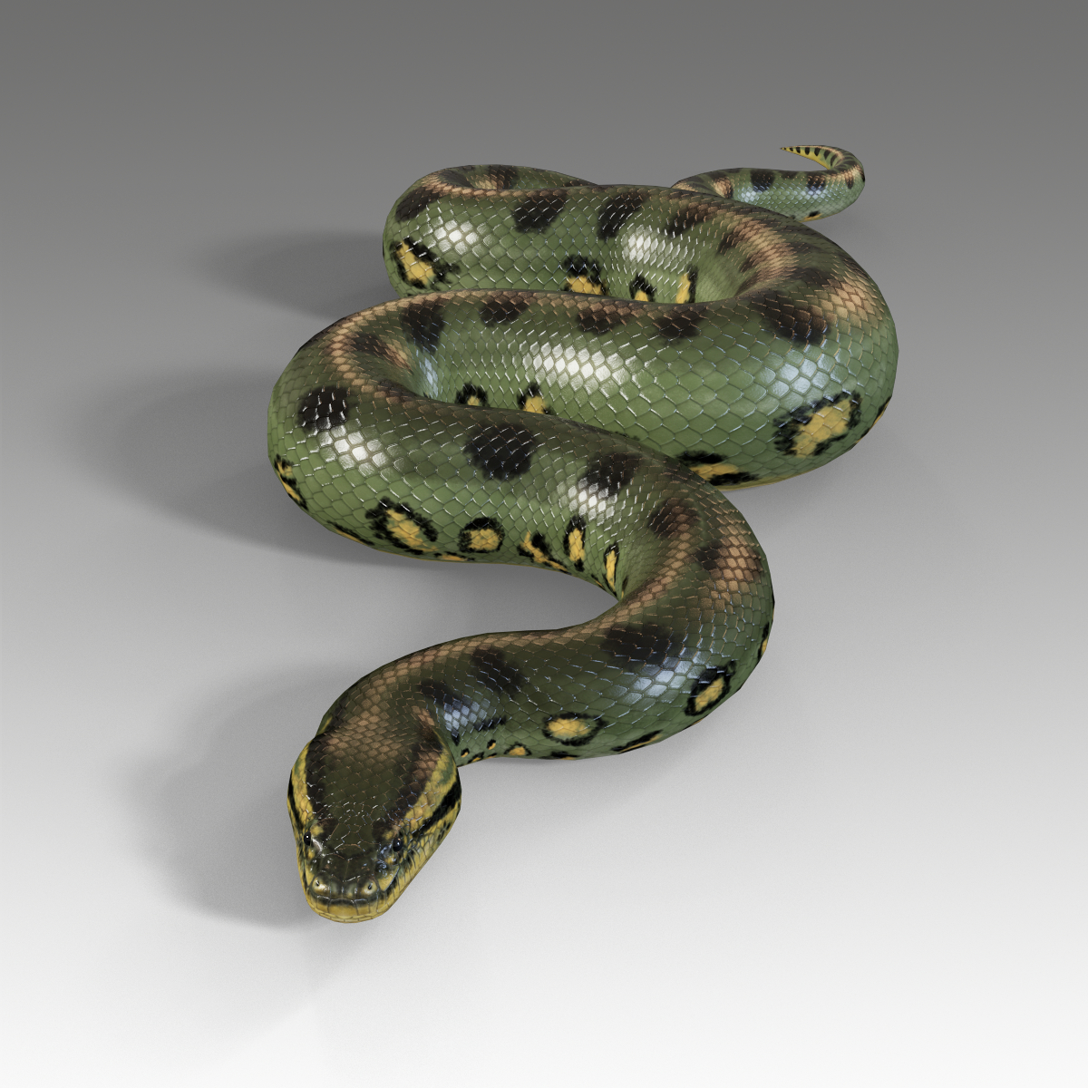 3d Green Anaconda Rig Model - Turbosquid 1299601