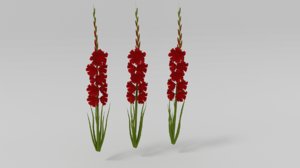 gladiolus 3D model
