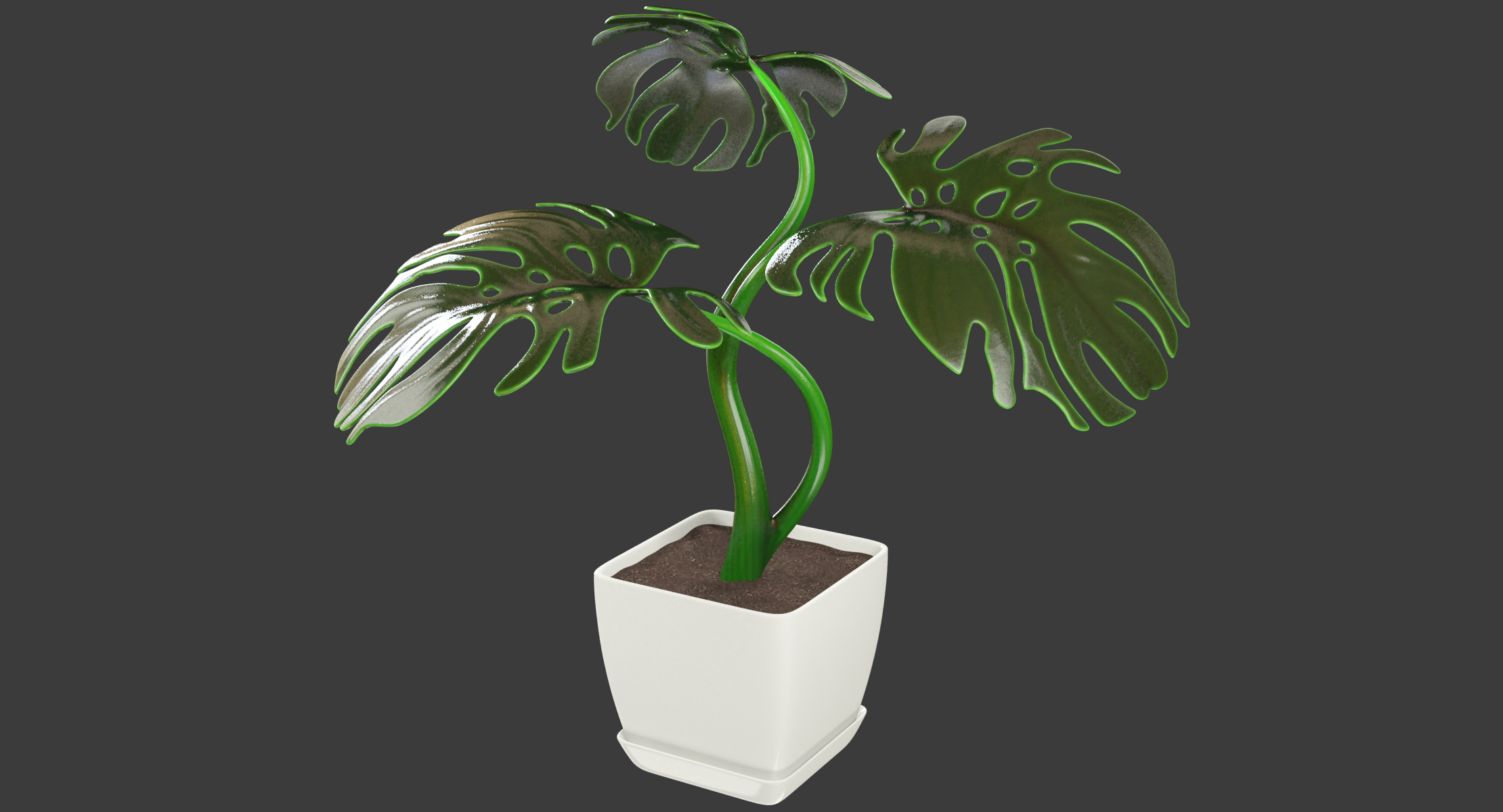 方形罐中的龟背竹3d模型