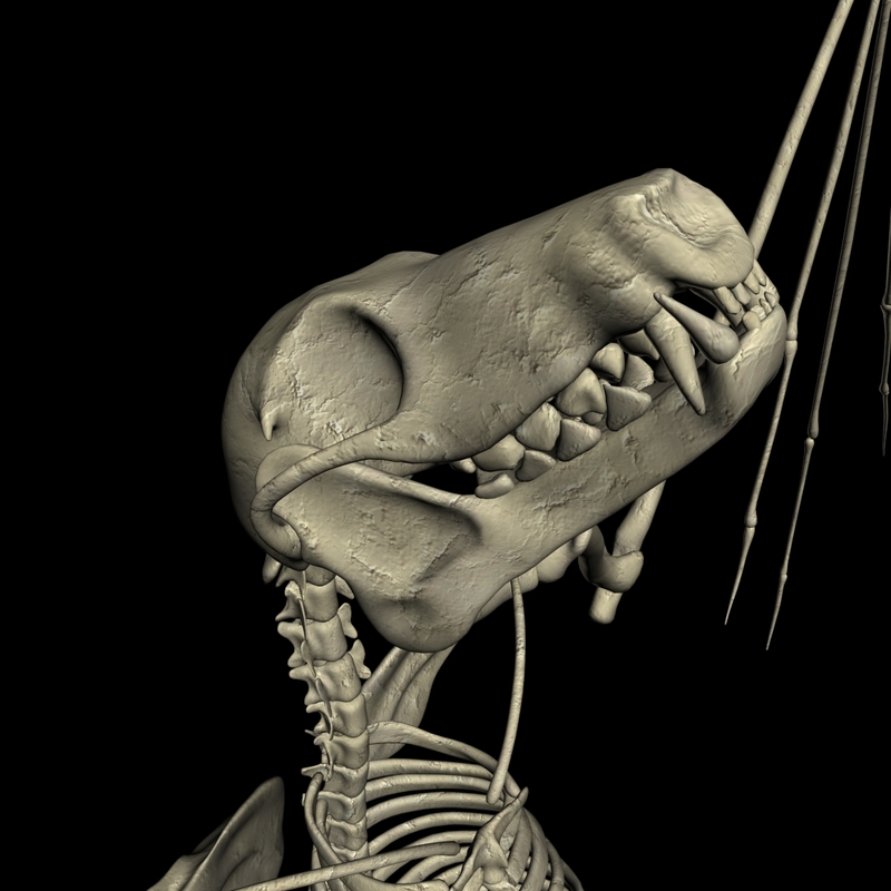Bat skeleton bone 3D model - TurboSquid 1300280