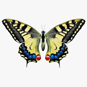 3D model papilio machaon butterfly