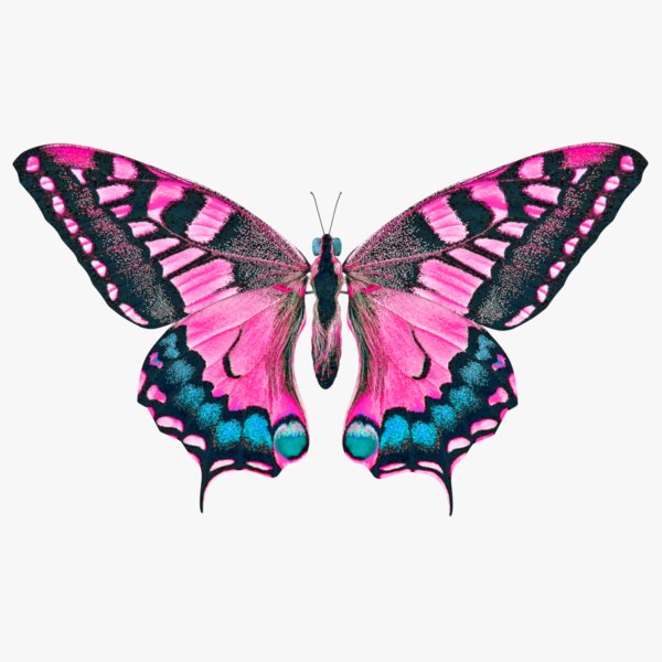 butterfly pink 3D