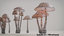 3D mushroom psilocybe 3 types