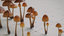 3D mushroom psilocybe 3 types