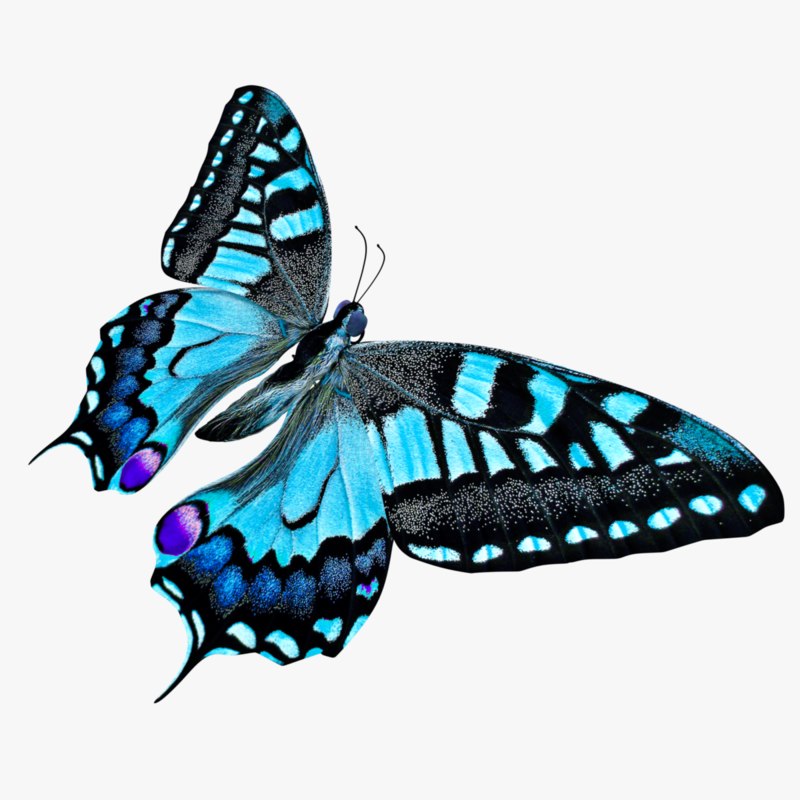 3D butterfly blue - TurboSquid 1300659