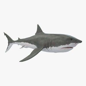 white shark 3D