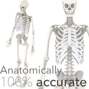 3D anatomically accurate skeleton model