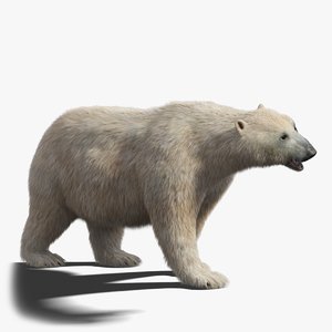 3D polar bear fur rigged model