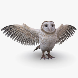 barn owl 3D