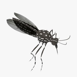 3D asian tiger mosquito model