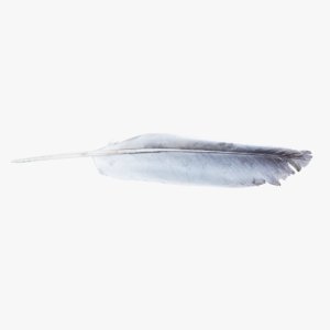 bird feather 3D
