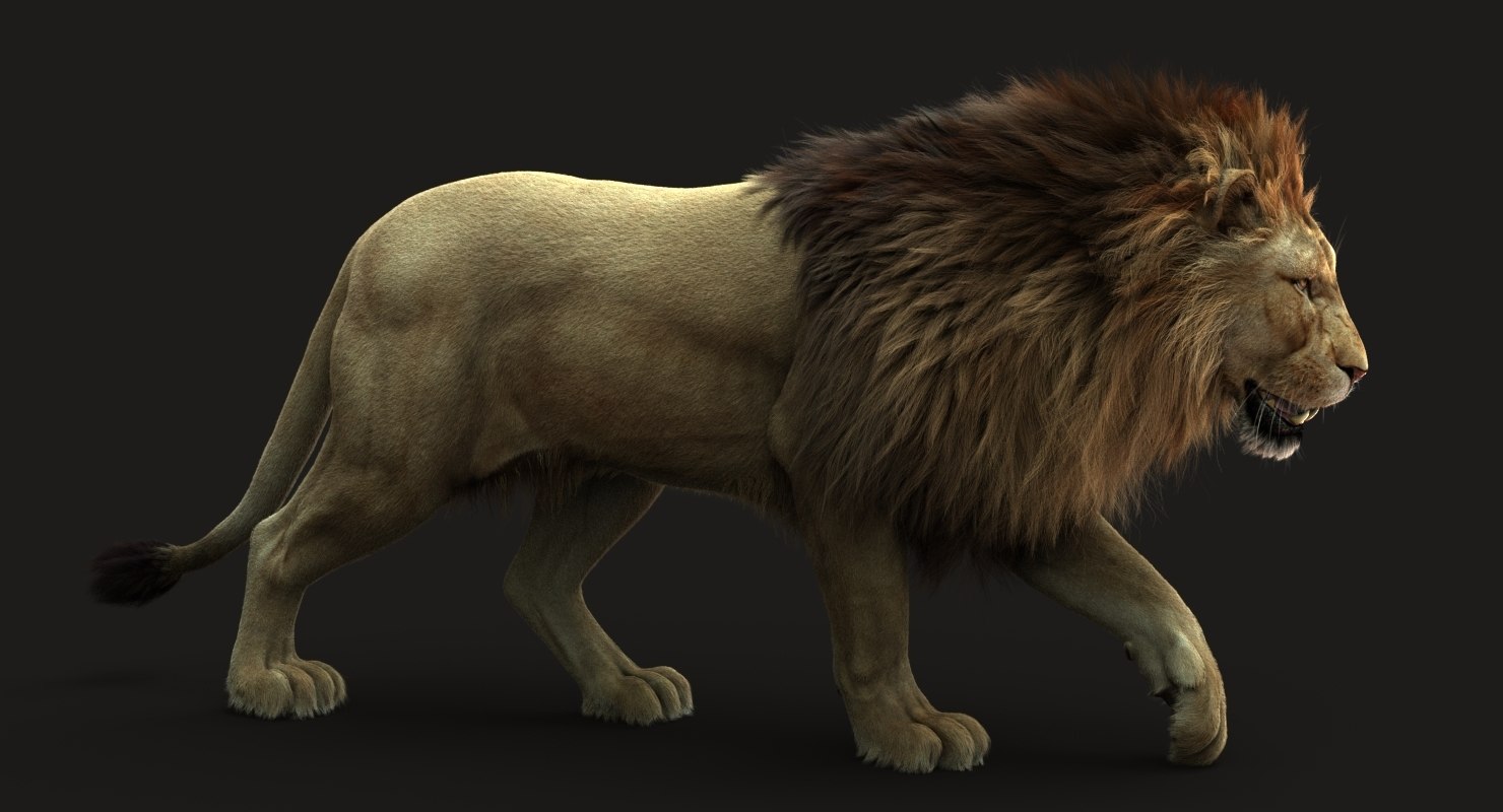 狮子(4(rig(fur)3d模型