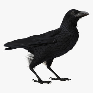 raven corvus standing pose 3D