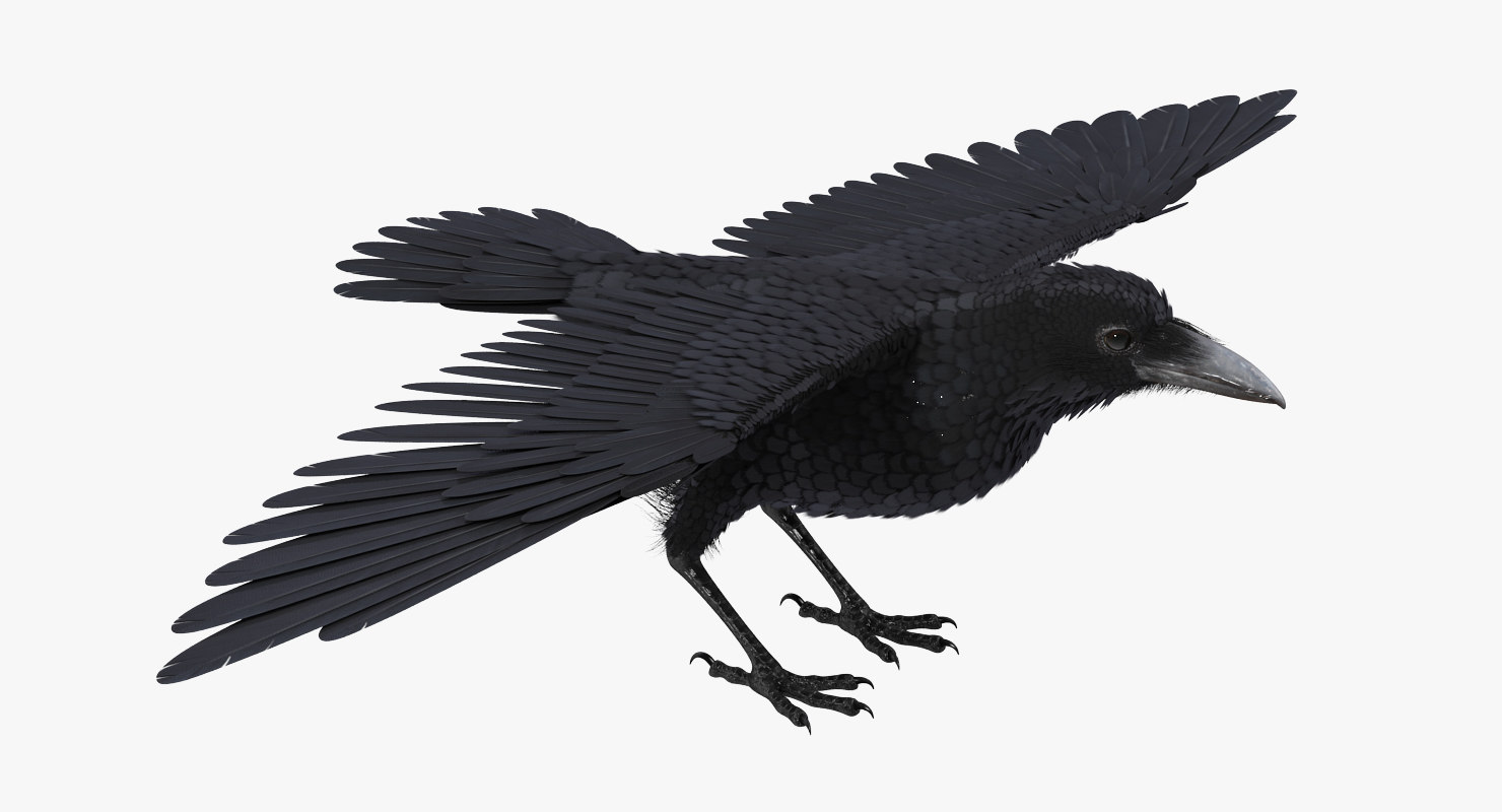 Black Crow Model - Turbosquid 1302244