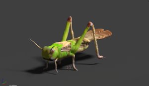 grasshopper hopper grass model