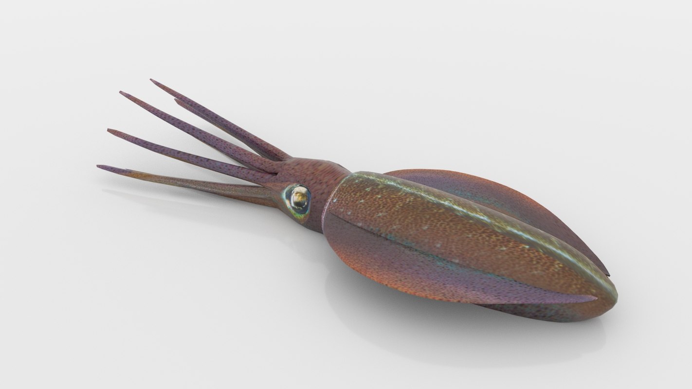 Squid 3D TurboSquid 1303473