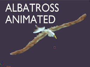 3D model albatross