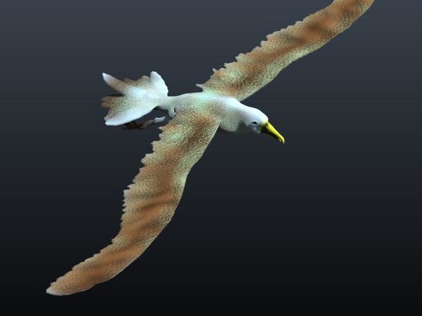 3D model albatross - TurboSquid 1303477