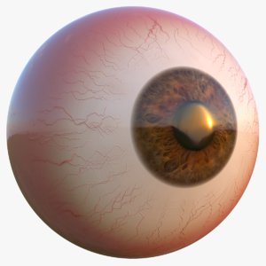 3D eyeball eye model