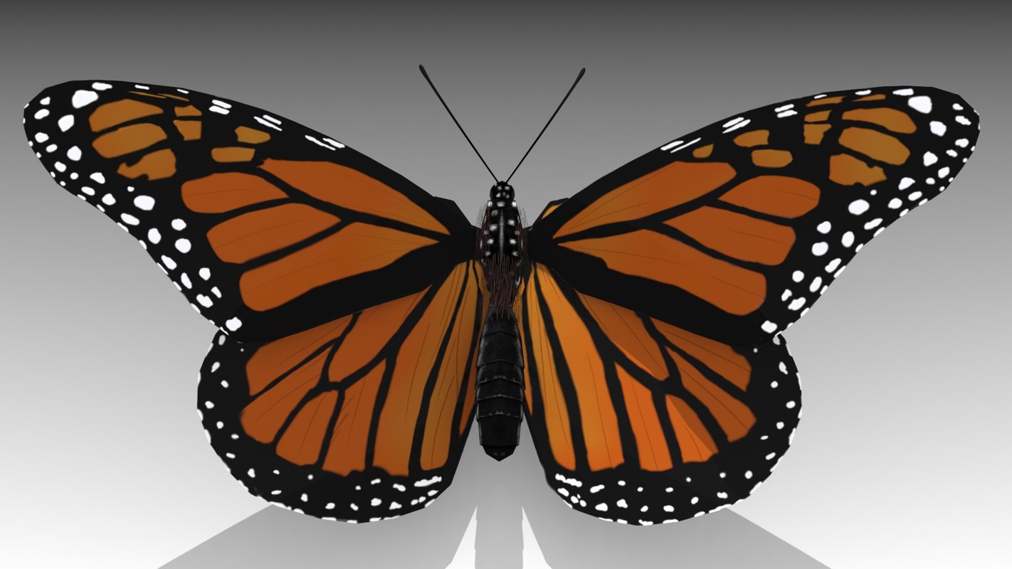 Monarch Butterfly 3d Model - Turbosquid 1303737