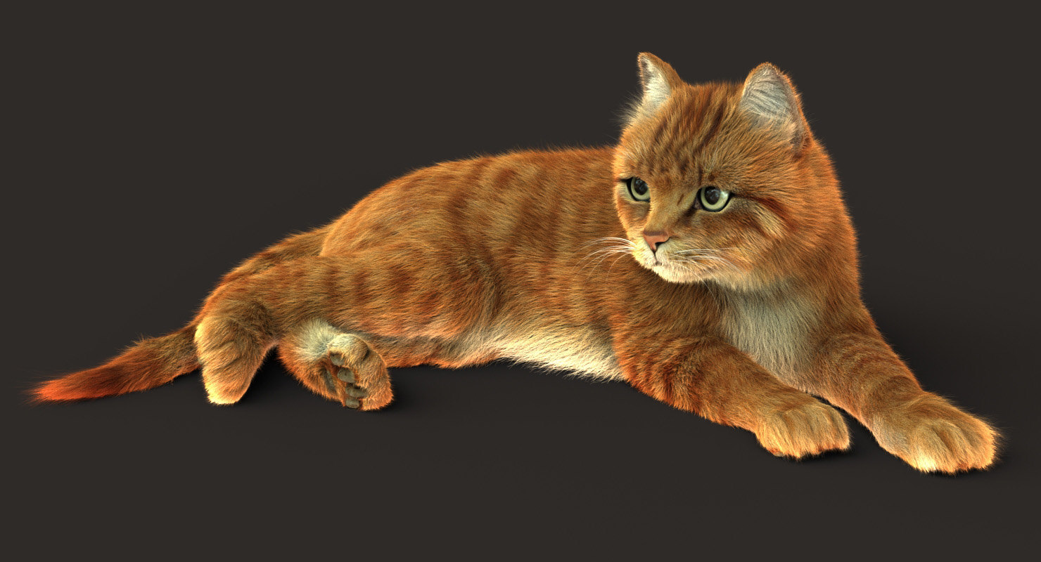 Just A Pose Study Of Two Tabby Cat Colors Slightly Different Grooming And Fur Setup For Each Version Medium Arnold Render Settin Tabby Cat Tabby Orange Tabby