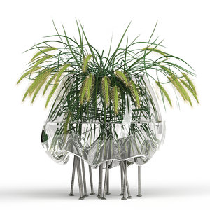 3D realistic grass pennisetum