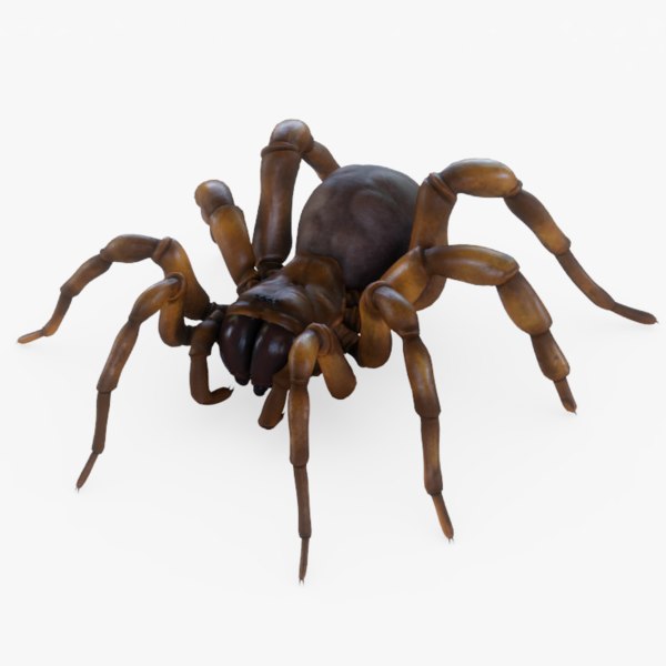 3d rigged trapdoor spider
