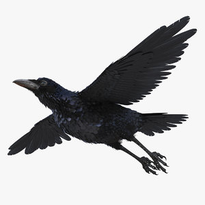 common raven rigged 3D model