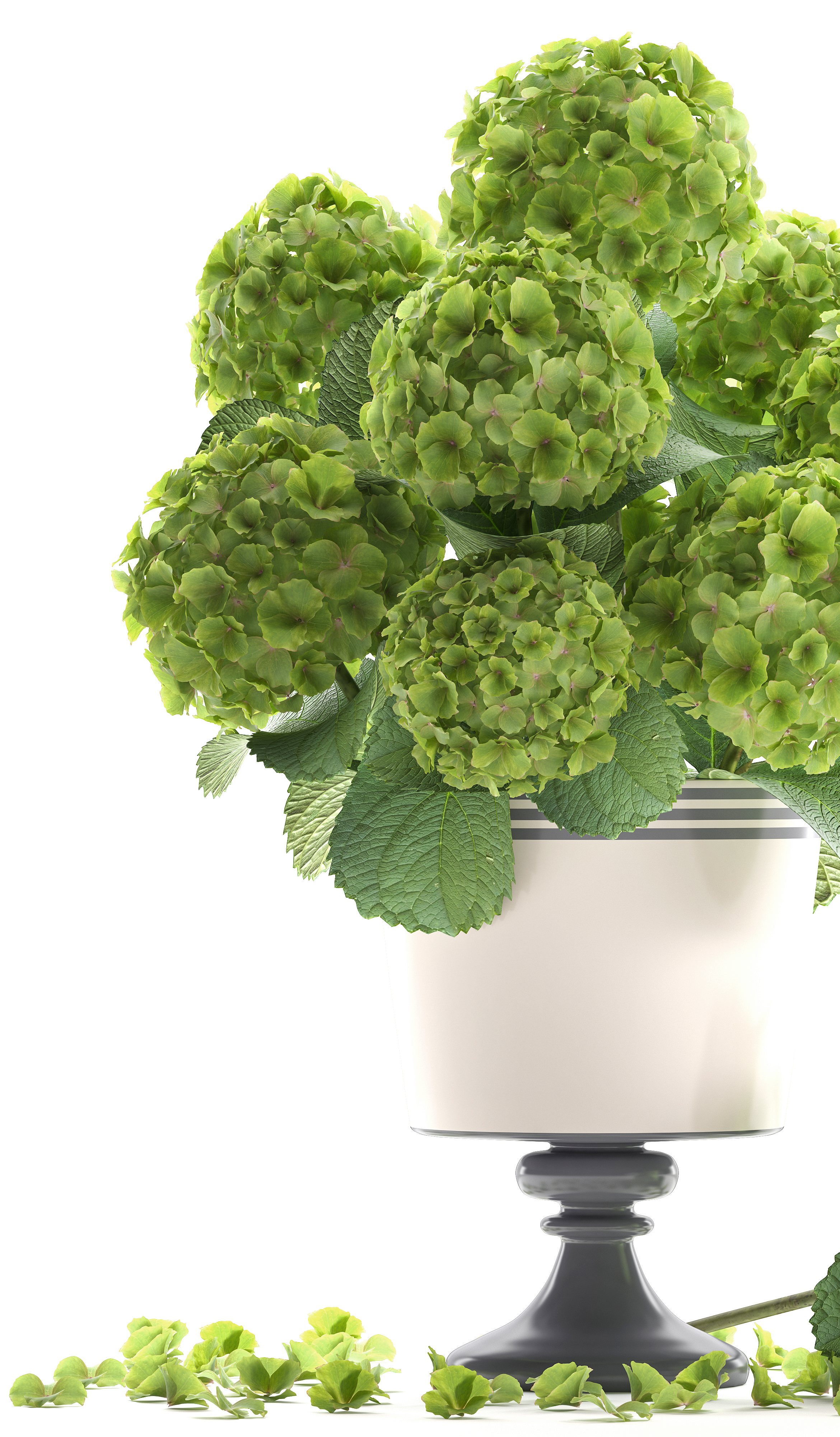 绿色绣球花束3d模型