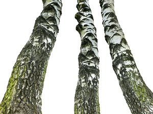 birch-tree bark 16k ultra 3D model