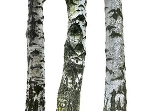 3D birch-tree bark model