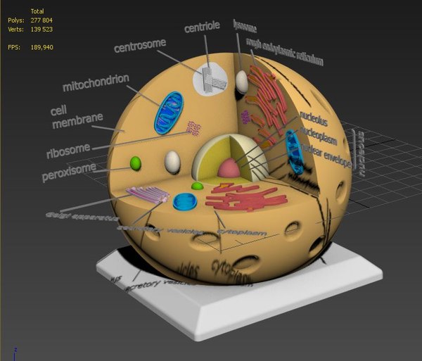 modelo 3d Célula animal - TurboSquid 1305646