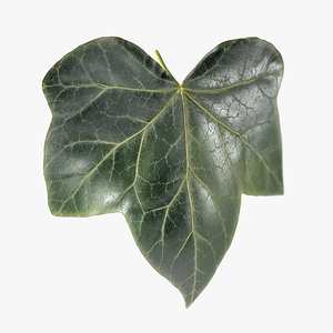 3D model ivy leaf