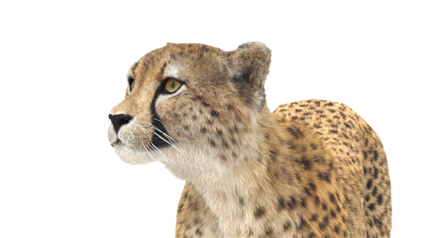 playing simultaneous animation tracks in cheetah3d