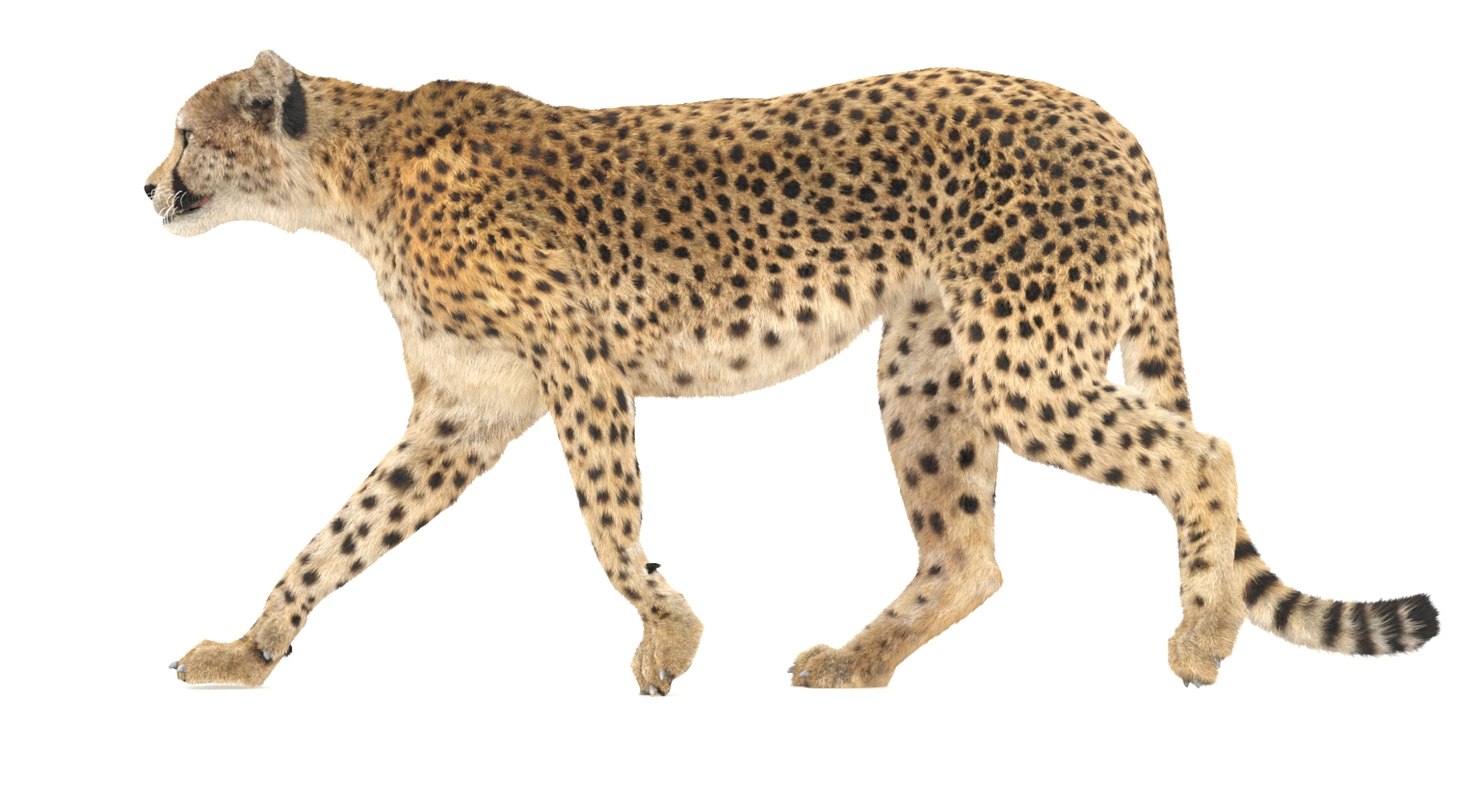 3D cheetah fur - TurboSquid 1305945