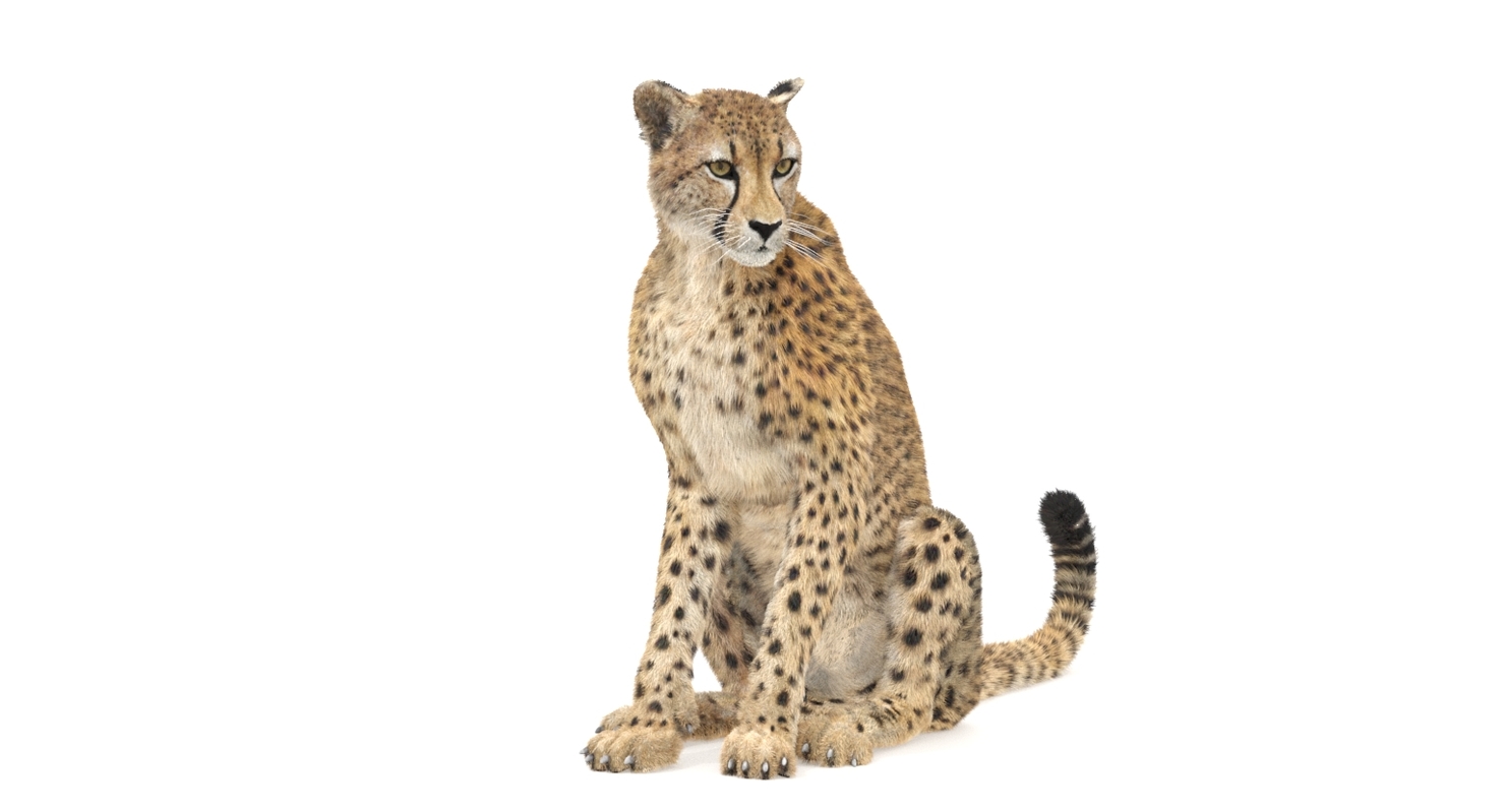 cheetah3d graphic designer