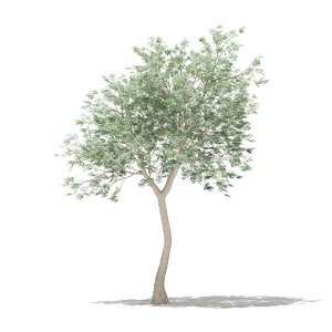 3D olive tree 3m model