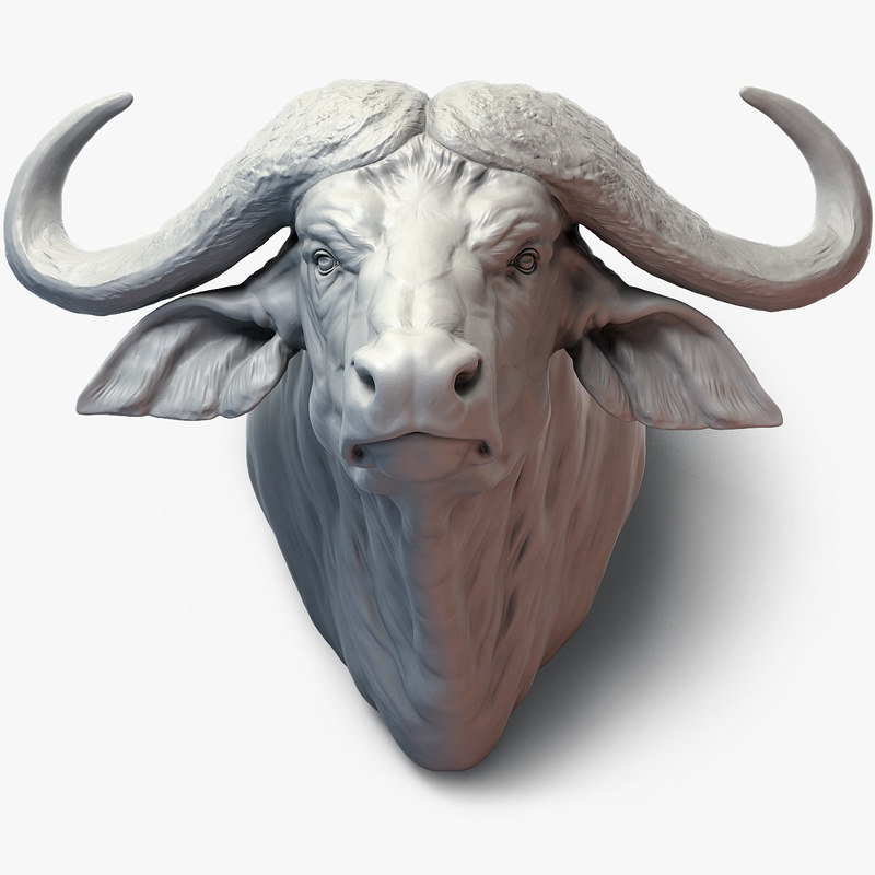Cape buffalo animal  head  3D  model  TurboSquid 1306166