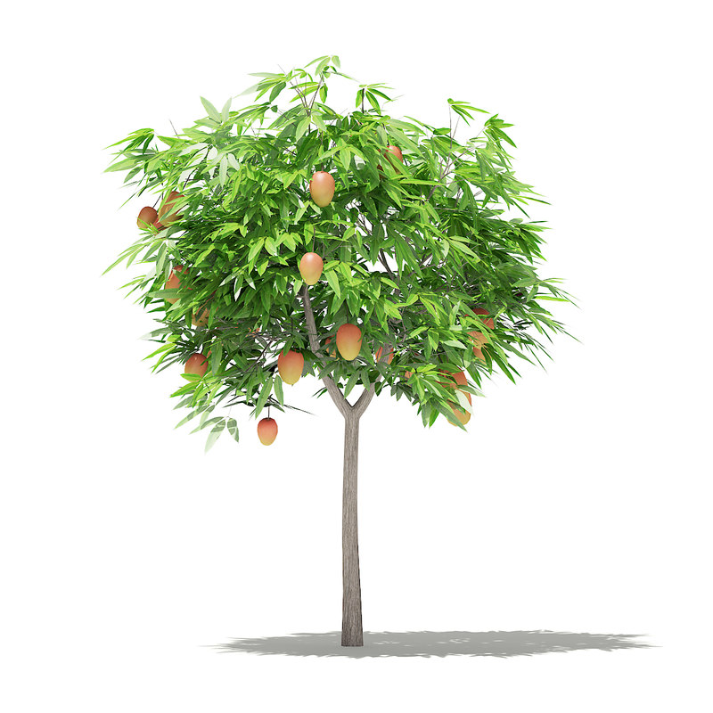 3D mango tree fruits 1 - TurboSquid 1306249