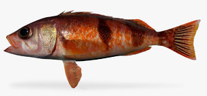 halfbanded rockfish 3D