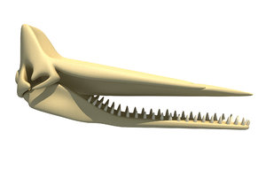 sperm whale skull skeleton 3D model
