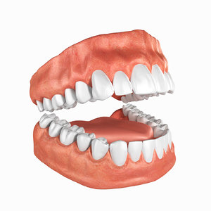 human teeth anatomy 3D
