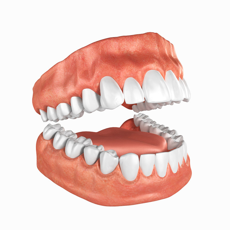 Human Teeth Anatomy