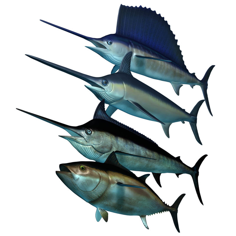 3d Model Big Marlin Tuna Turbosquid 1306908