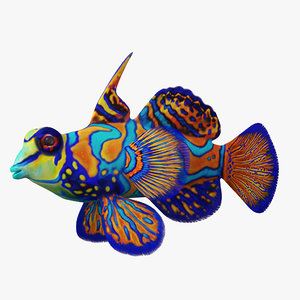 mandarinfish fish 3D model