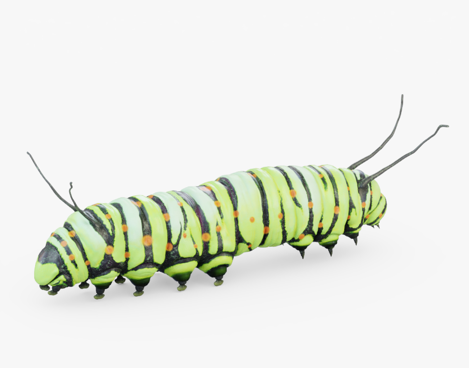 green worm 3d model