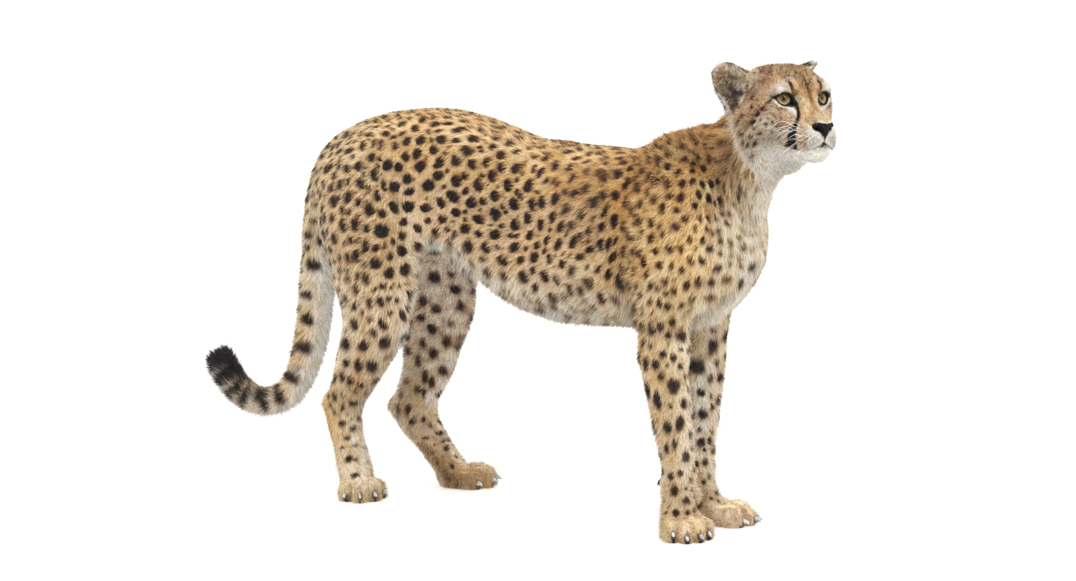 core.move in javascript for cheetah3d